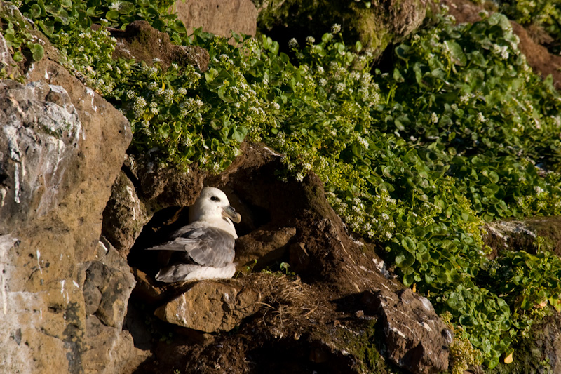 Northern Fulmar On Nest